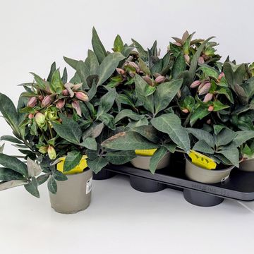 Helleborus x ericsmithii VIV VALERIA