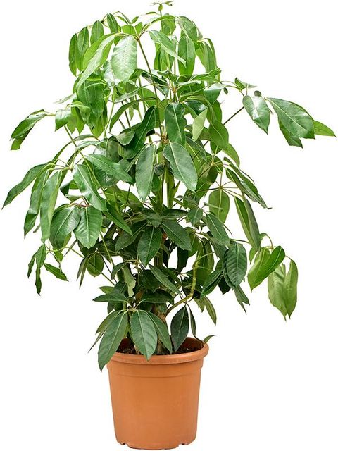 Schefflera actinophylla 'Amate'