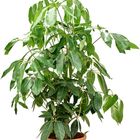 Schefflera actinophylla 'Amate'