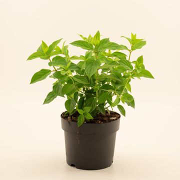 Hydrangea paniculata 'Polar Bear'