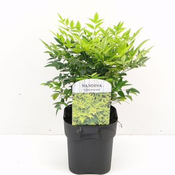 Nandina domestica MAGICAL LEMON & LIME