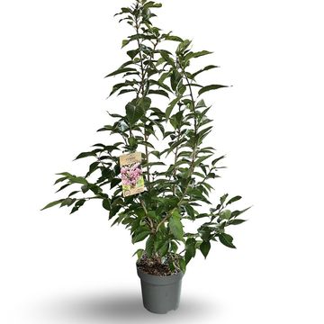 Prunus serrulata 'Kanzan'