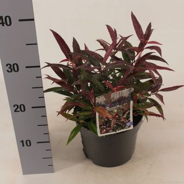 Leucothoe keiskei BURNING LOVE