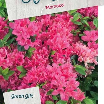 Rhododendron 'Momoko' (AJ)