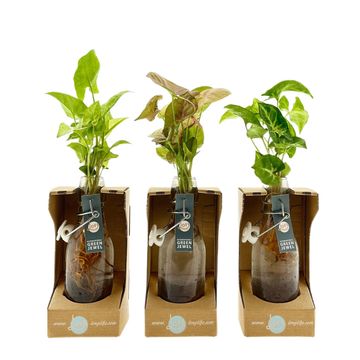 Arranjo Houseplants