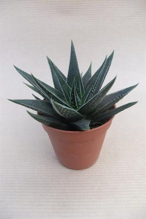 Haworthia herbacea