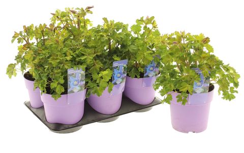 Aquilegia EARLYBIRD PURPLE BLUE