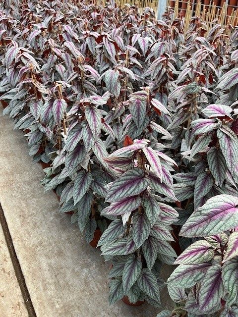 Cissus discolor FLORAMAGIC VIOLET VINE