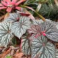 Begonia LUNAR LIGHTS LITTLE MOON
