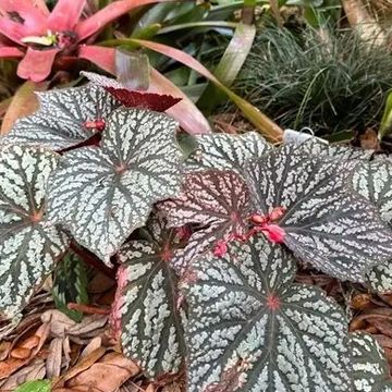 Begonia LUNAR LIGHTS LITTLE MOON
