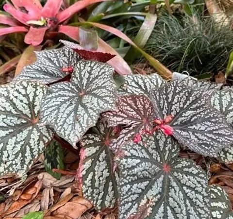 Begonia LUNAR LIGHTS LITTLE MOON