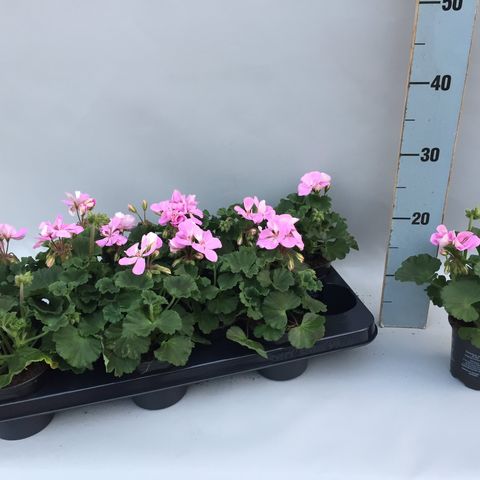 Pelargonium TOSCANA LARA (Sonneveld Plants)