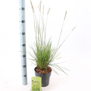Sesleria autumnalis