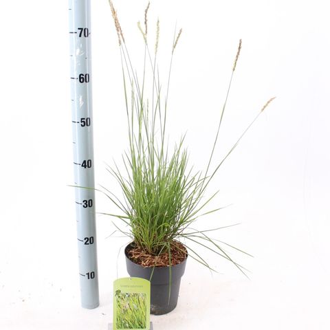 Sesleria autumnalis