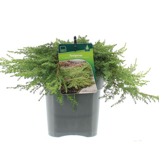 Juniperus communis 'Green Carpet' (Koekoek Potcultures, de)