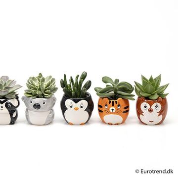 χυμώδη φυτά MIX