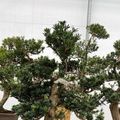 Podocarpus macrophyllus