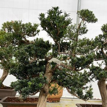 Podocarpus macrophyllus