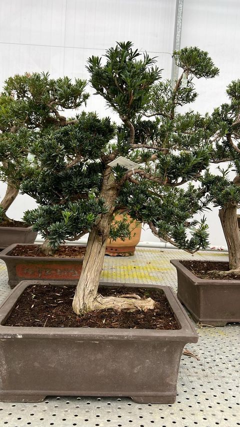 Podocarpus macrophyllus
