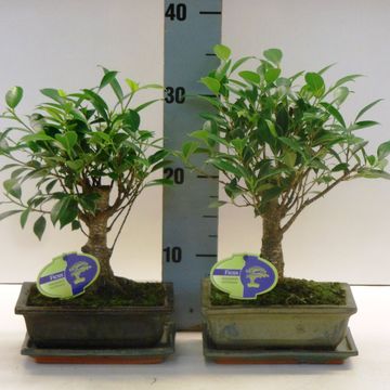 Ficus microcarpa