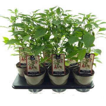 Capsicum annuum PILLAR PEPPERS MIMI RED
