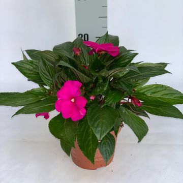 Impatiens TAMARINDA PURPLE