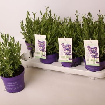 Lavandula angustifolia 'Хидкот'