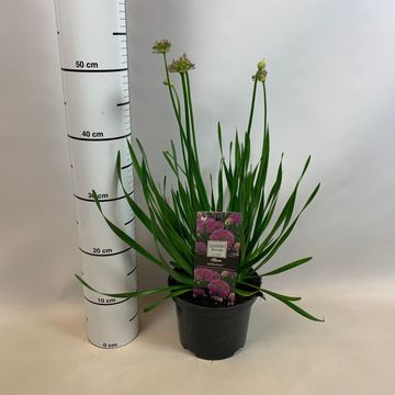 Allium 'Millenium'