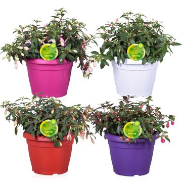 Fuchsia BELLA MIX