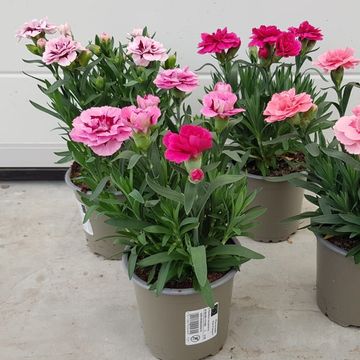 Dianthus OSCAR MIX