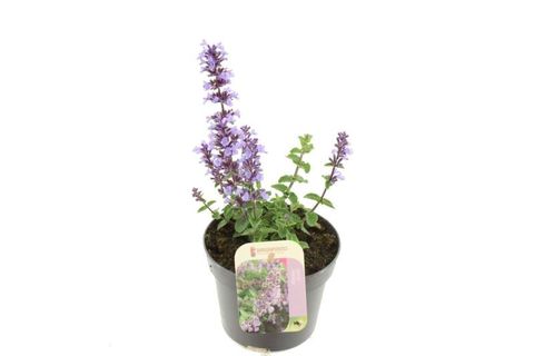 Nepeta 'Cats Pajamas'