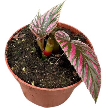 Begonia brevirimosa