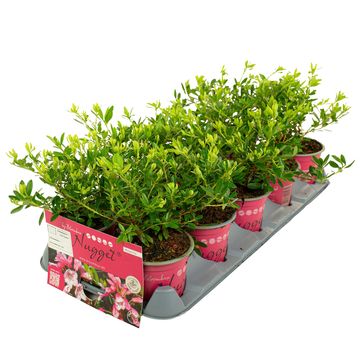 Rhododendron BLOOMBUX MAGENTA