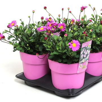 Brachyscome 'Pink Mist'
