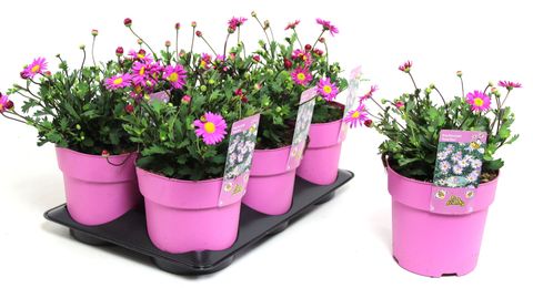 Brachyscome 'Pink Mist'