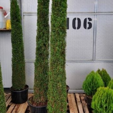 Thuja occidentalis 'Smaragd'