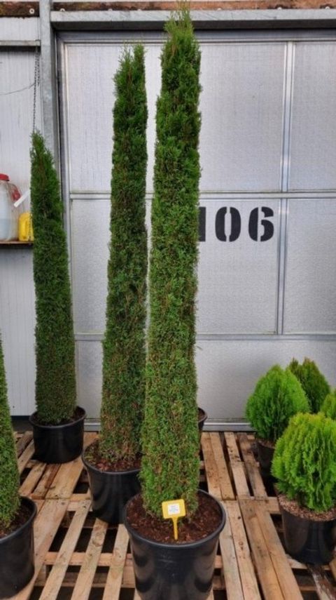 Thuja occidentalis 'Smaragd'