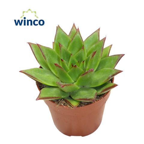 Echeveria agavoides 'Lipstick'