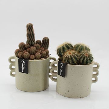 Arrangement Cactus Essentials