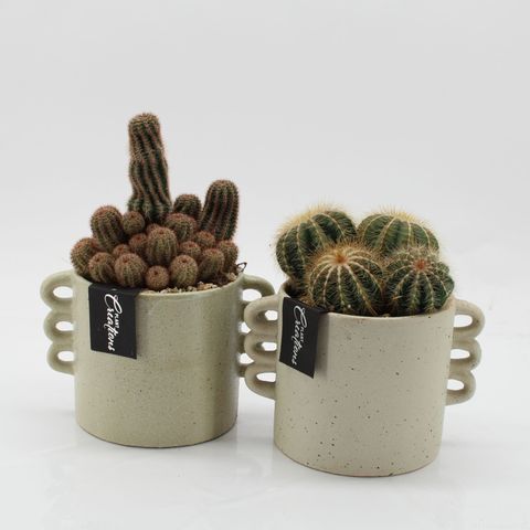 Arrangement Cactus Essentials