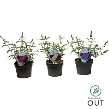 Buddleja davidii BUZZ MIX
