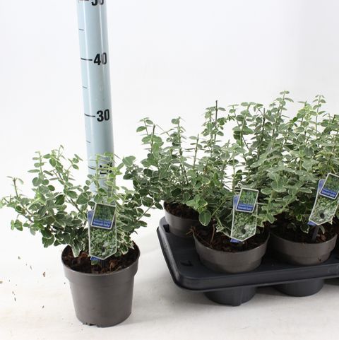 Euonymus fortunei 'Emerald Gaiety'