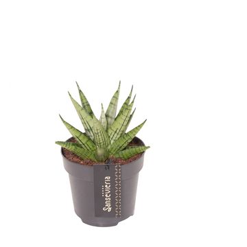 Sansevieria 'Comet Mini Queen No. 2'