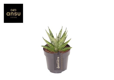 Sansevieria 'Comet Mini Queen No. 2'