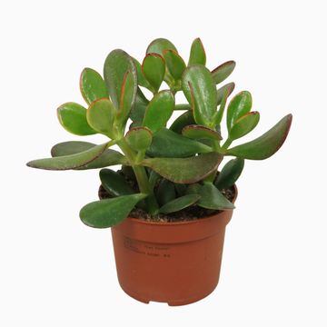 Crassula ovata 'Сансет'