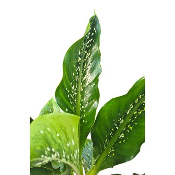 Dieffenbachia 'Crocodile'