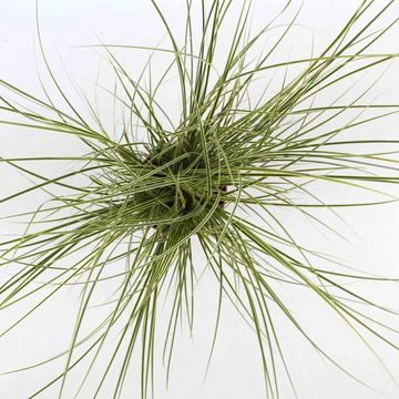 Carex brunnea 'Jubilo'