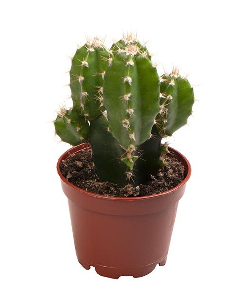 Cereus Repandus Florida (p6 Cm H10 Cm) – Plant Wholesale Floraccess