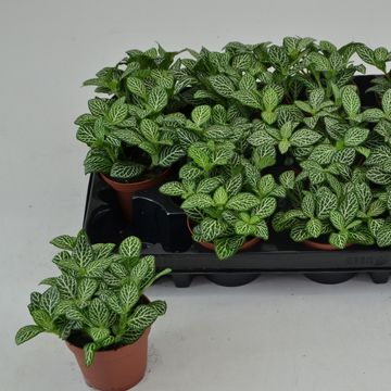 Fittonia verschaffeltii 'Bianco Verde'