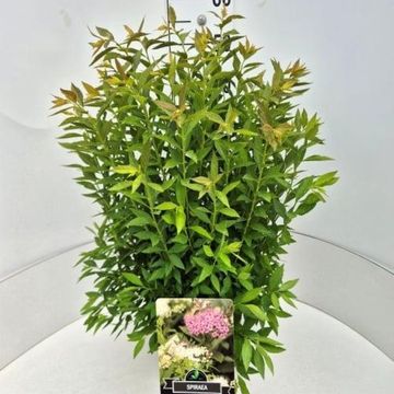 Спирея japonica 'Генпей'